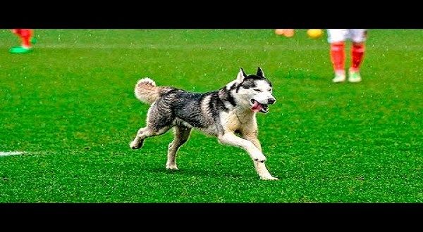 Animals on the Football Pitch