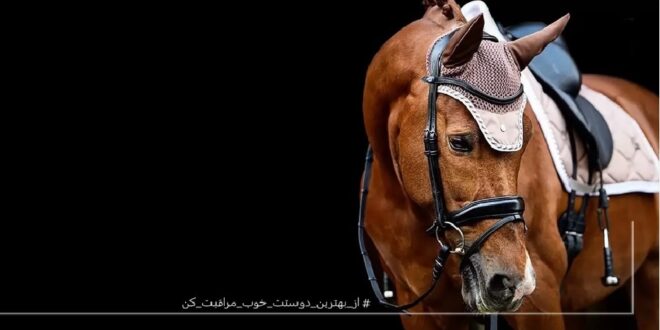 فروشگاه لوازم اسب و سروارکاری